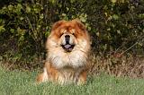 CHOW CHOW 453